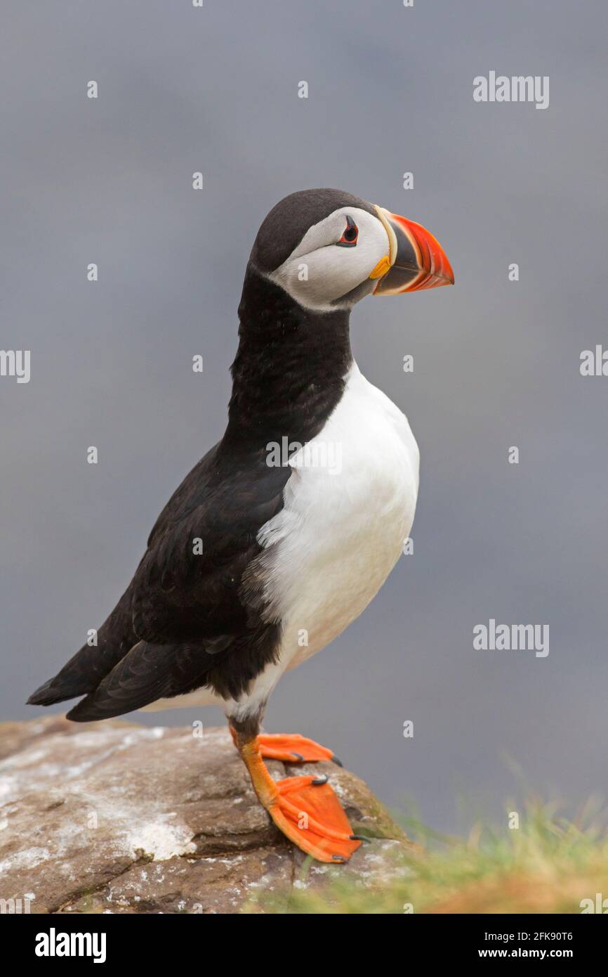 Macareux de l'Atlantique (Fratercula arctica) au sommet de la falaise montrant un bec coloré pendant la saison de reproduction en été, Islande Banque D'Images