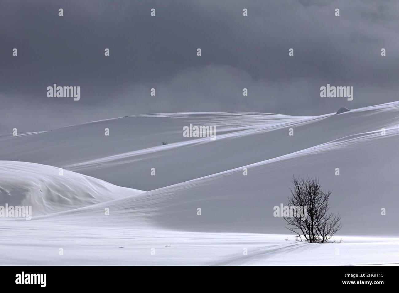 Bouleau solitaire dans un paysage enneigé dans le parc national de Dovrefjell–Sunndalsfjella en hiver, en Norvège Banque D'Images