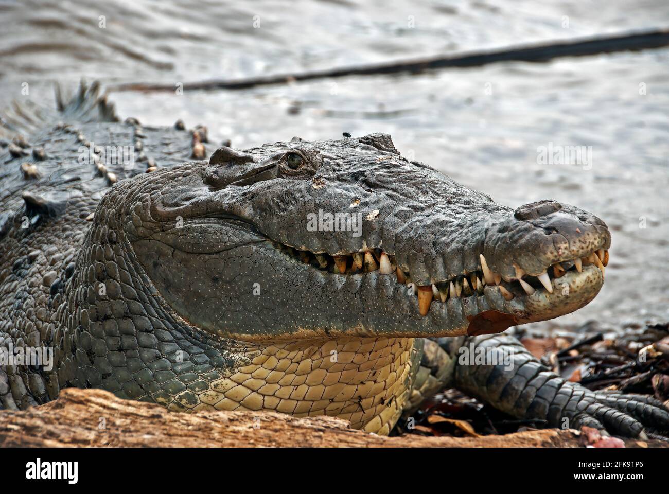 Gros plan du Crocodile américain (Crocodylus acutus), île de Coiba, Panama Banque D'Images