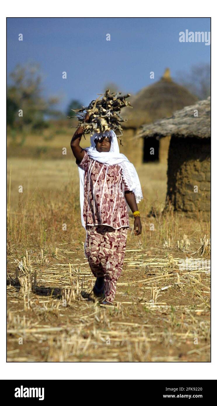 Les femmes collectent du bois de chauffage essentiel dans le village de Nagre [accent aigu de final e], Burkina Faso. Voir l'histoire McCarthy susceptible d'être déposé lundi pic David Sandison 21/12/2002 Banque D'Images