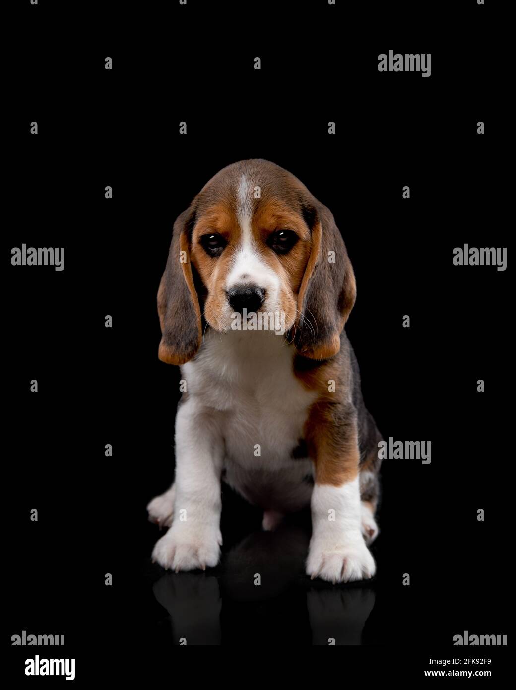 petit beagle tricolore pour bébé chiot Photo Stock - Alamy