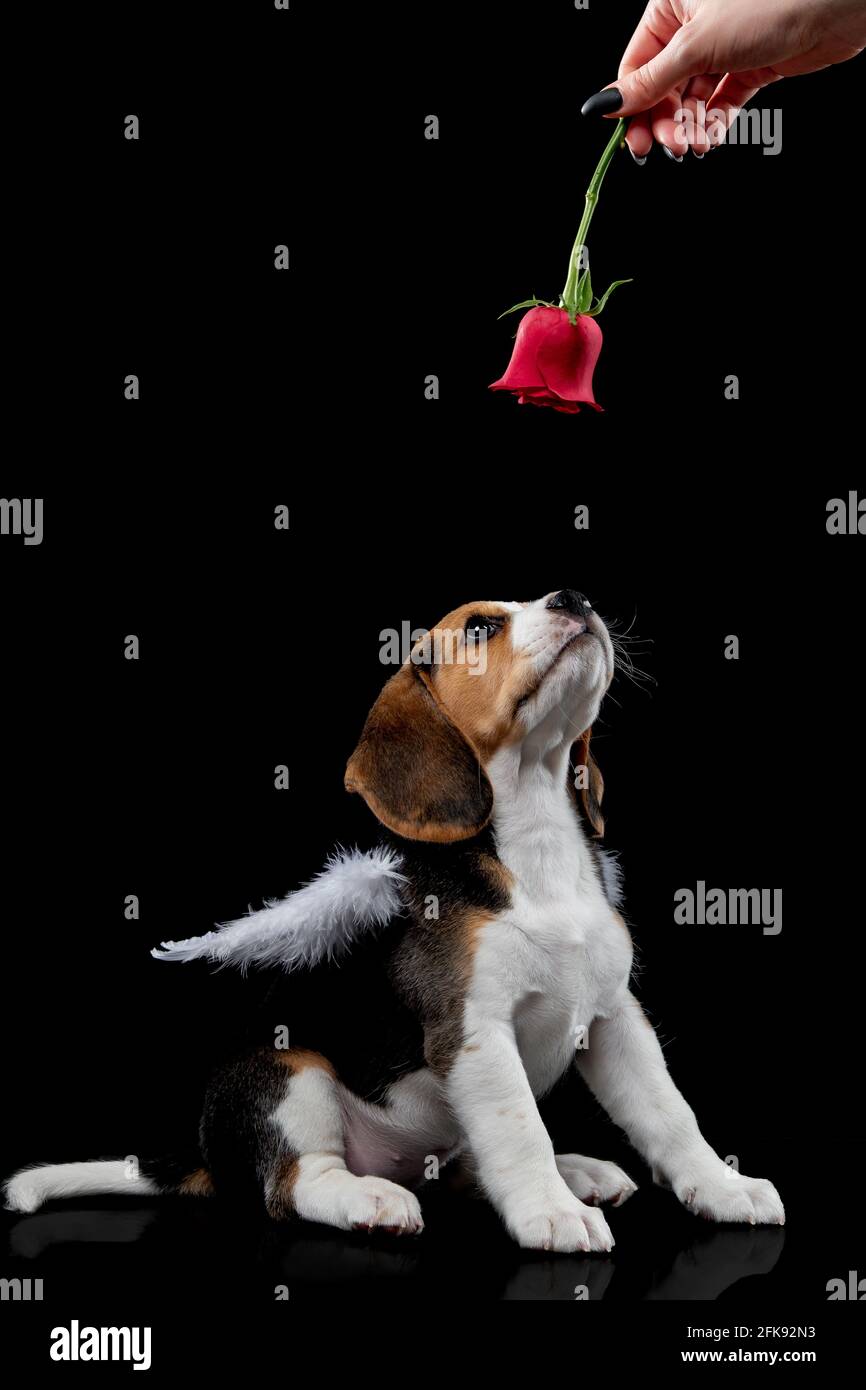 petit beagle tricolore pour bébé chiot Banque D'Images