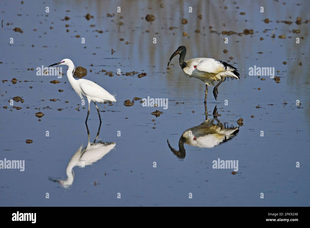 Ibis sacré africain et petit égret dans un champ de riz. Oiseau. Animaux. Banque D'Images