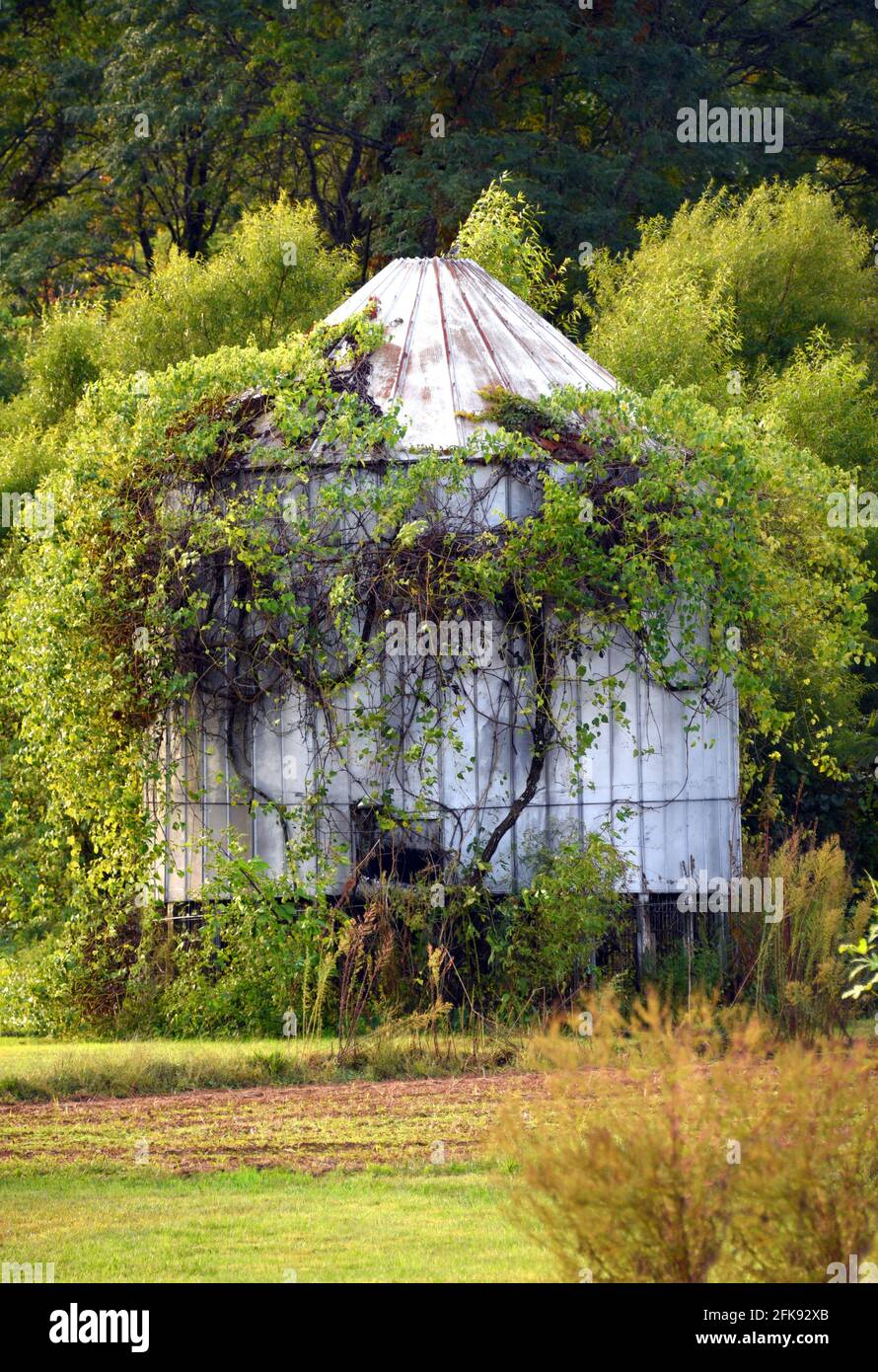 Rustique, vieux bac à céréales en étain a été dépassé avec des mauvaises herbes et une vigne tordant. Banque D'Images