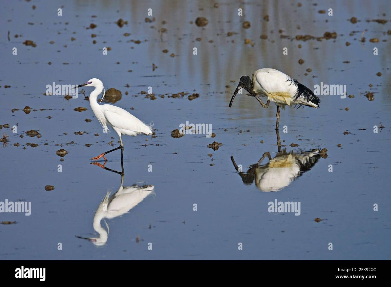 Ibis sacré africain et petit égret dans un champ de riz. Oiseau. Animaux. Banque D'Images