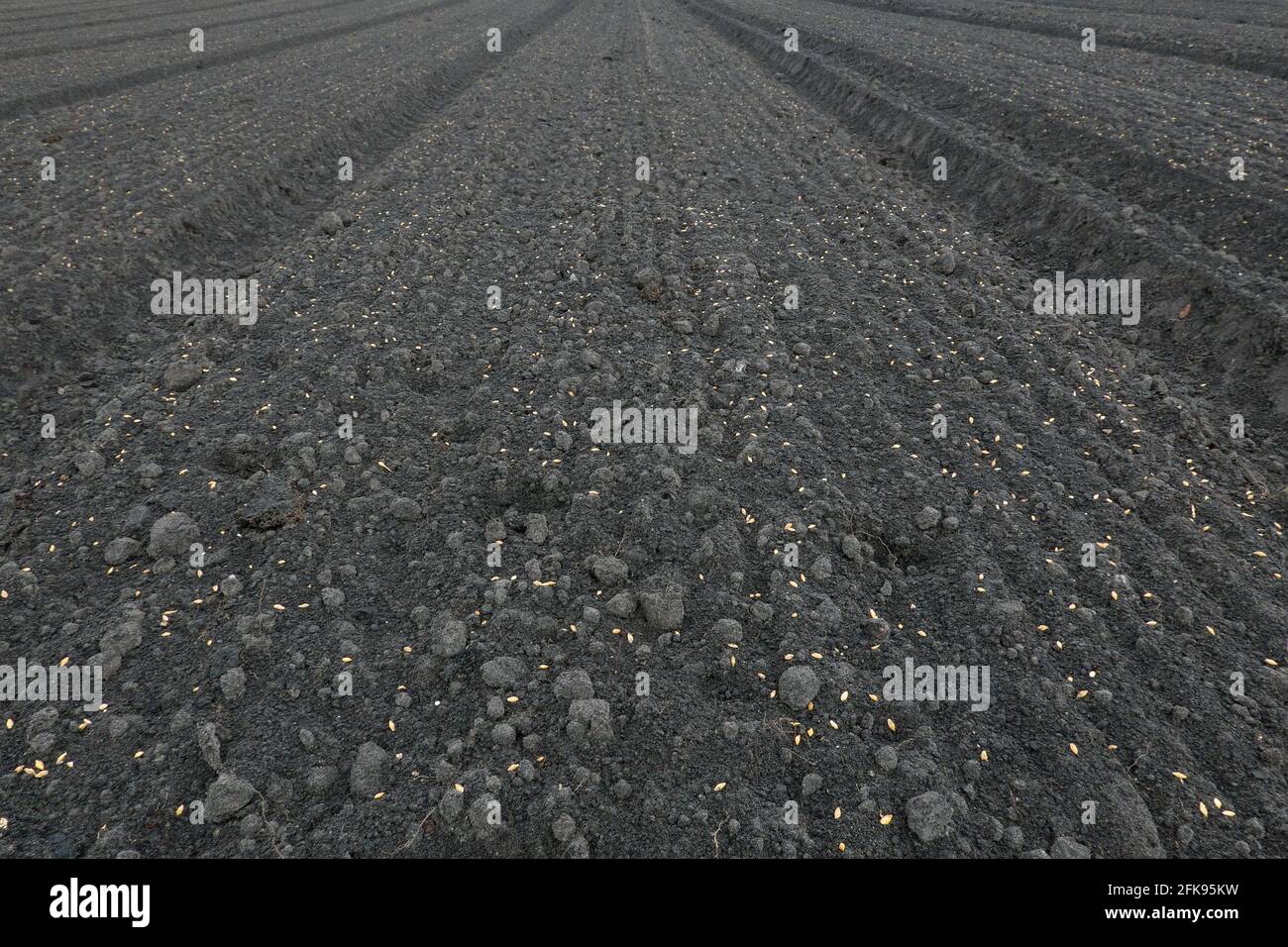 Grains de céréales, semés dans un champ de nénuphars pour empêcher la dispersion du sol Banque D'Images