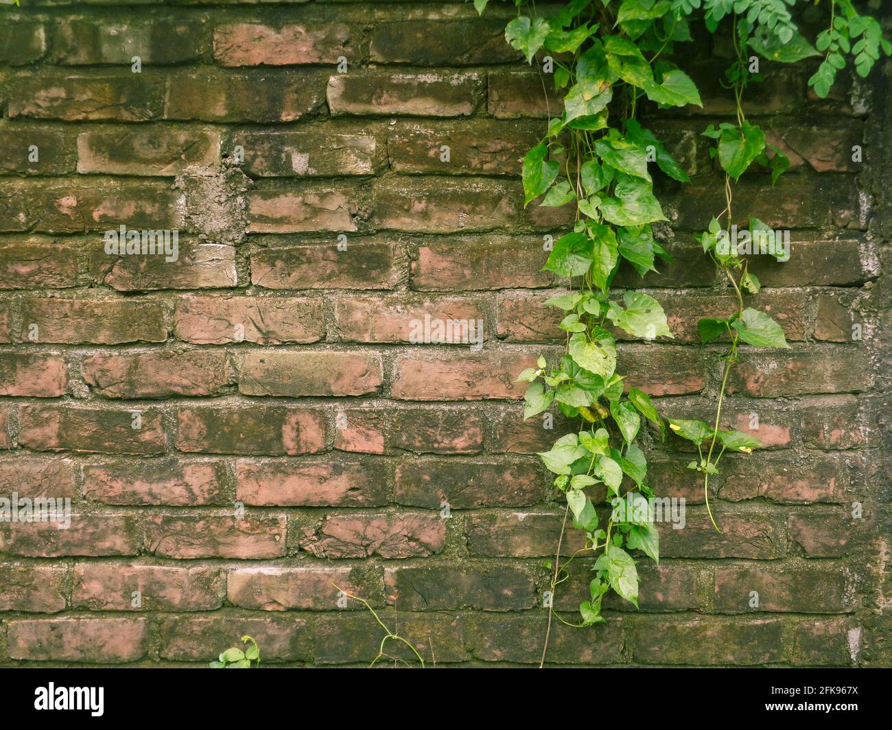 armani Lota, Mikania micrantha Kunth, Bittervine, Germani Lota. Les murs de briques sont recouverts de feuilles. Banque D'Images