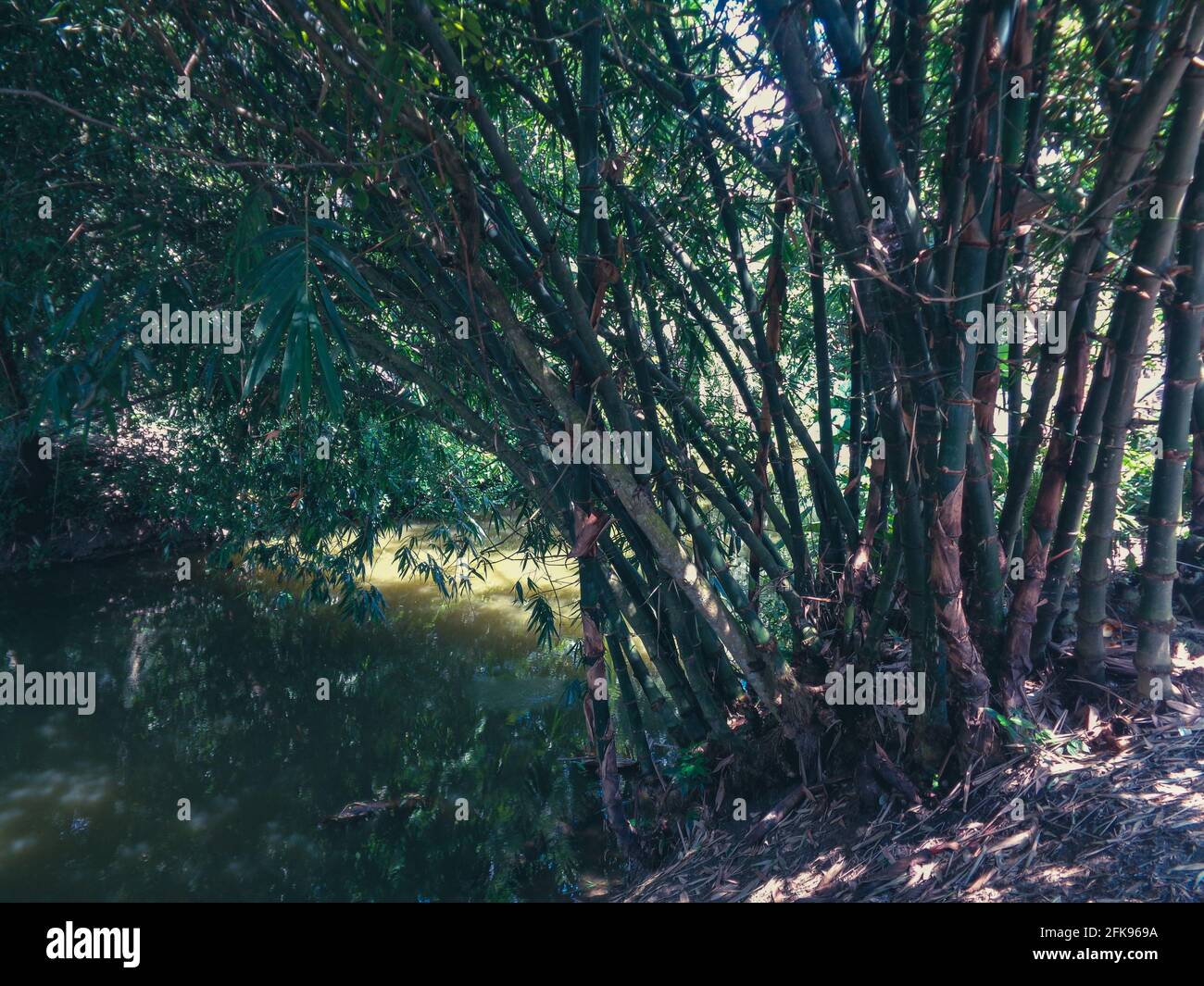 Buissons de bambou au bord de la rivière. Un élément de la beauté naturelle du Bangladesh. Banque D'Images