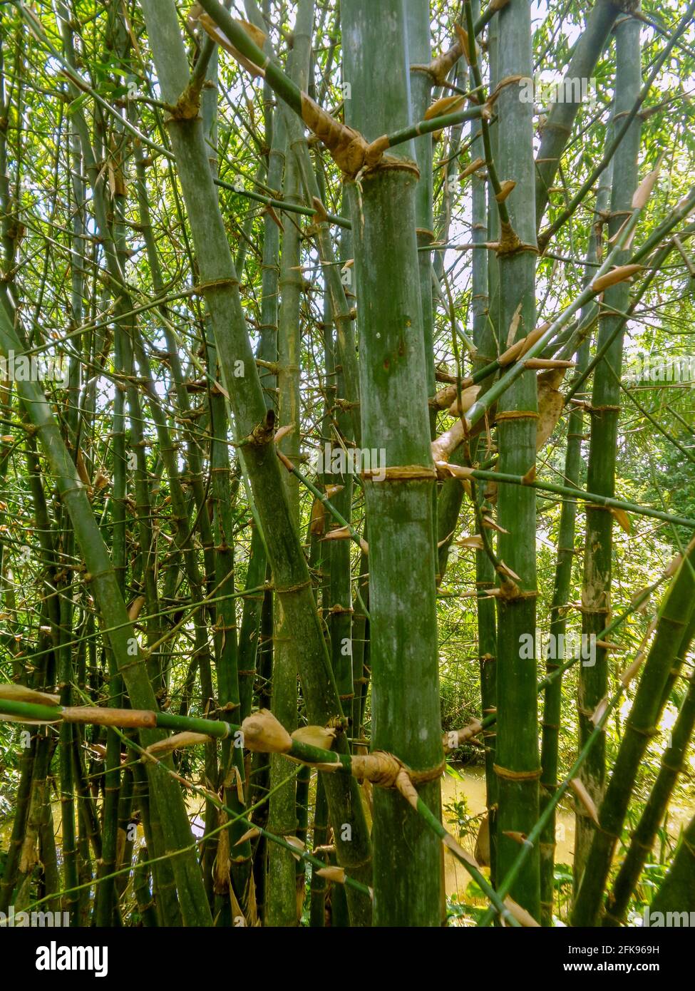 Buissons de bambou au bord de la rivière. Un élément de la beauté naturelle du Bangladesh. Banque D'Images