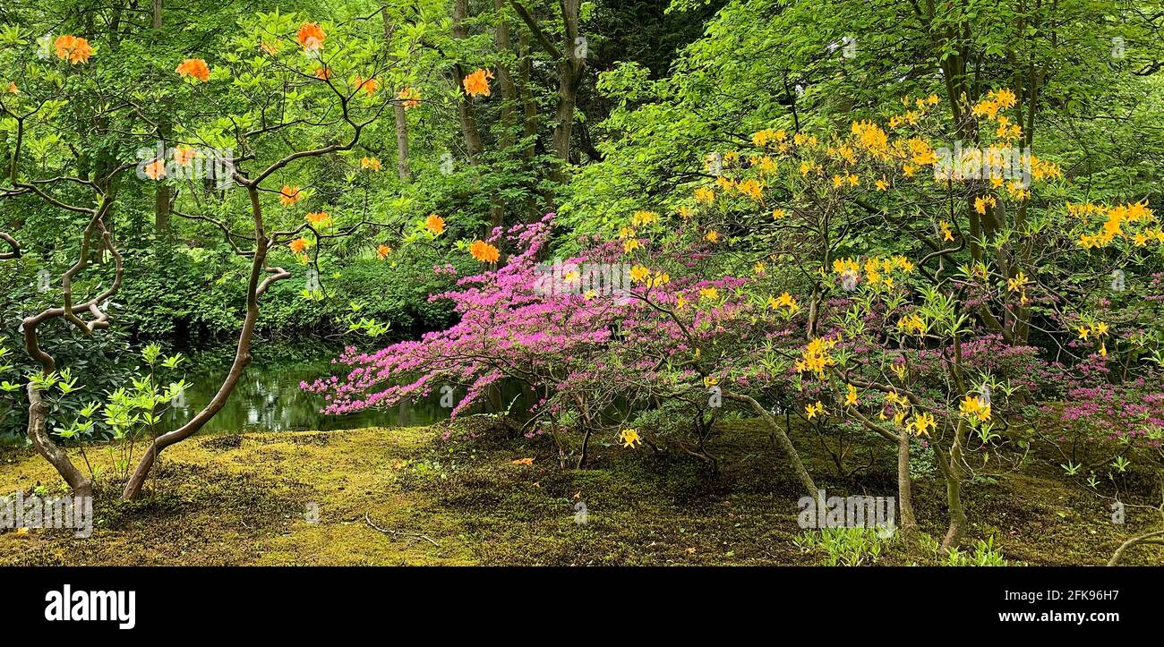 Deux vieux rhododendrons, un azalée rose et d'autres buissons, de la mousse sur le sol, de l'eau.ce jardin est unique et a une grande valeur historique Banque D'Images