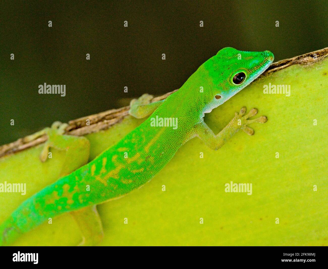 Gros plan d'un jour vert brillant Gecko (Phelsuma astriata) Seychelles. Banque D'Images