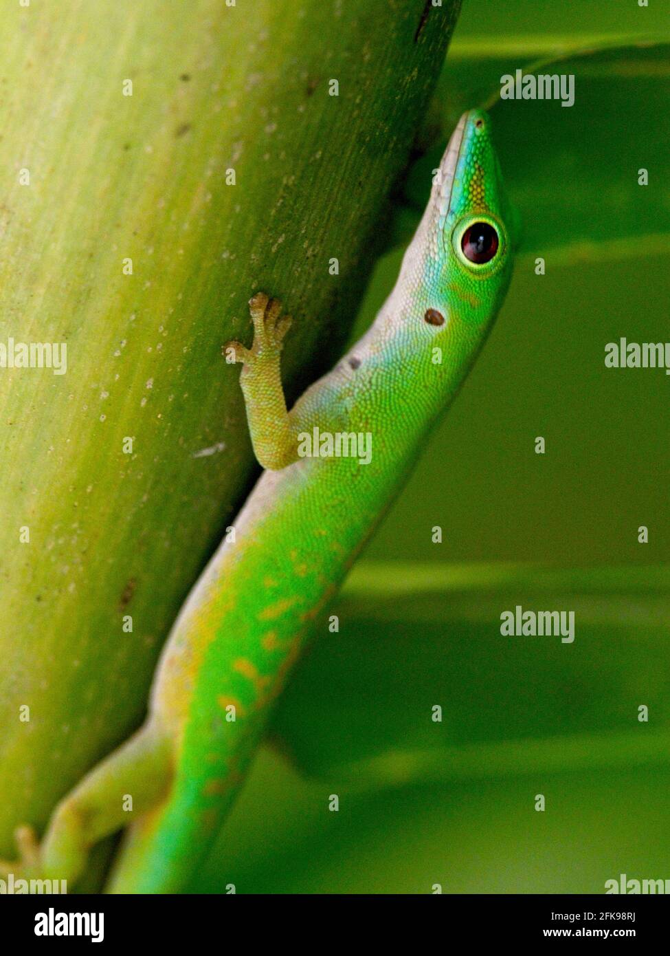 Gros plan d'un arbre d'escalade Gecko (Phelsuma astriata) vert vif, Seychelles. Banque D'Images