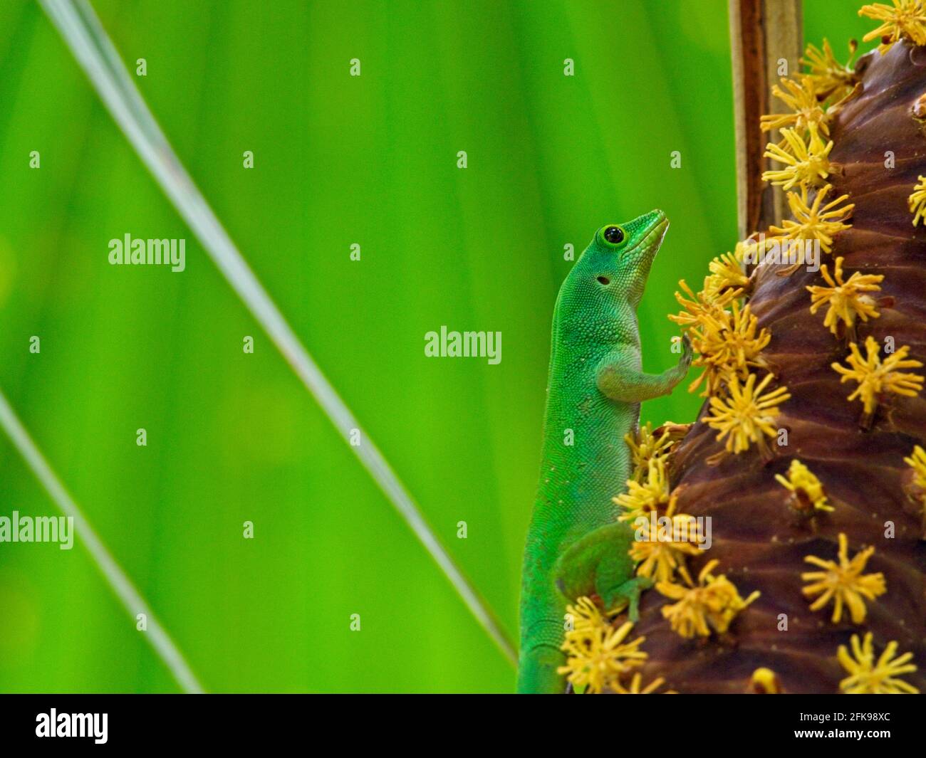 Gros plan du jour vert géant Gecko (Phelsuma astriata) se nourrissant du coco de mer dans la réserve naturelle de fond Ferdinand, Seychelles. Banque D'Images