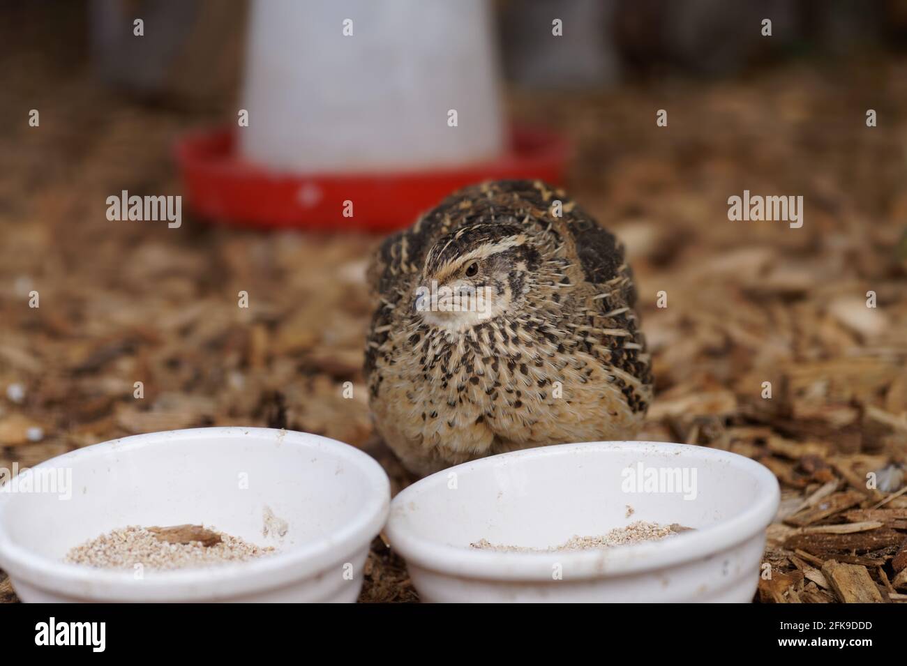 Gros plan de la caille japonaise, Coturnix japonica, également connue sous le nom de caille coturnix. Banque D'Images