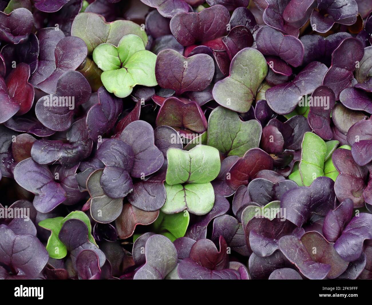 arrière-plan de la pousse de radis violet et vert frais, vue de dessus de près de la cresson de radis Banque D'Images