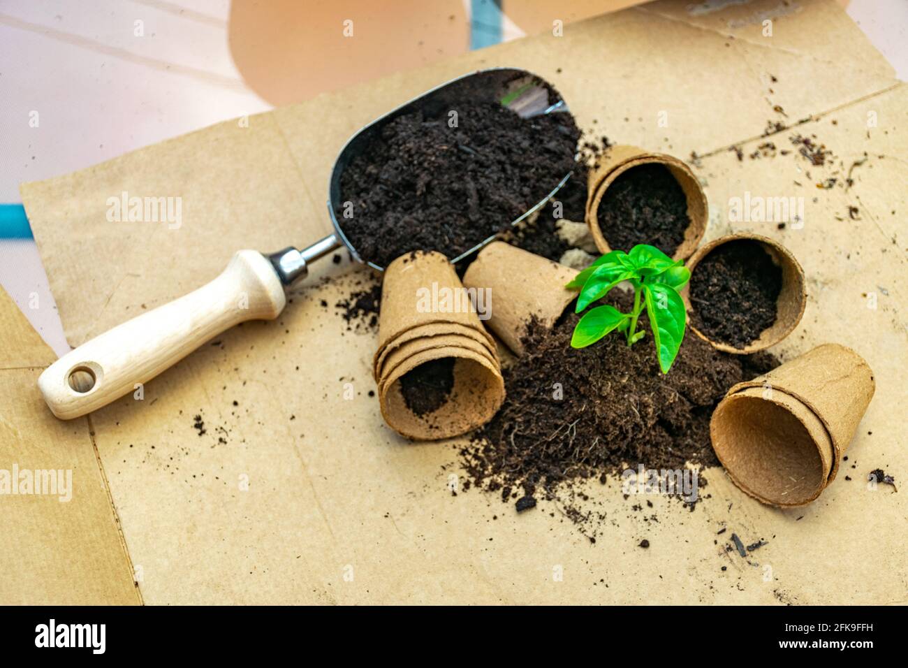 Petite plante de basilic en pot biologique et un jardinage pelle sur une surface en carton Banque D'Images