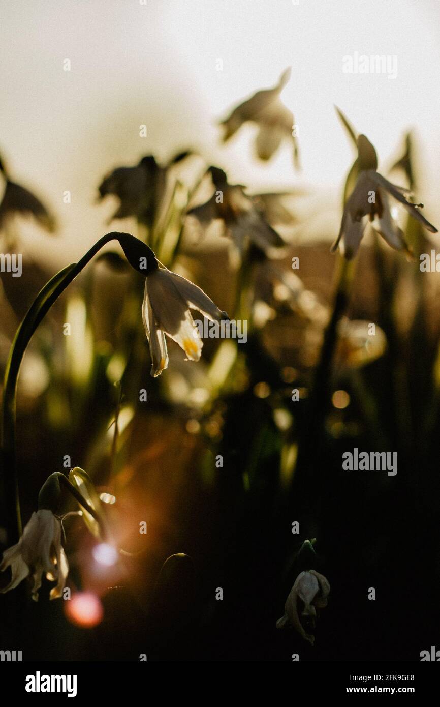 Leucojum vernum appelé flocon de neige de printemps.première fleur blanche de printemps avec des marques vertes et jaunes.belles fleurs en fleurs au coucher du soleil arrière-plan flou. Banque D'Images