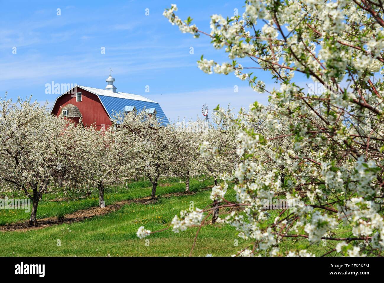 Cerisiers en fleurs avec grange de campagne, poisson, ruisseau, comté de Door, Wisconsin, ÉTATS-UNIS Banque D'Images