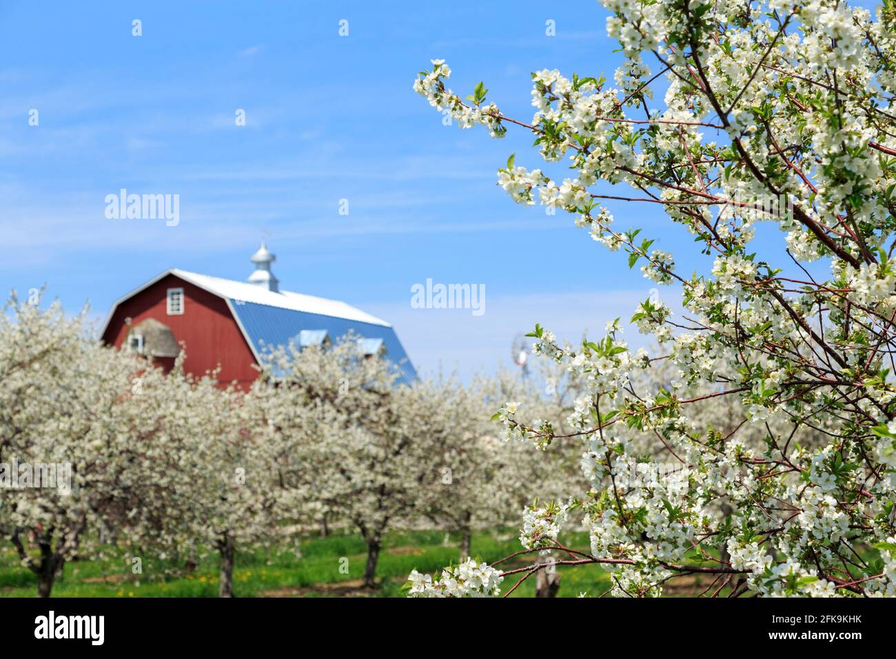 Cerisiers en fleurs avec grange de campagne, poisson, ruisseau, comté de Door, Wisconsin, ÉTATS-UNIS Banque D'Images