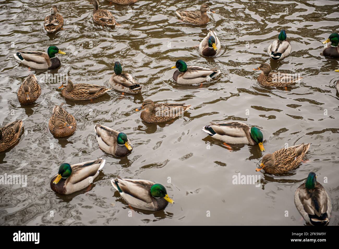 Un troupeau de canards colverts dans un étang Banque D'Images