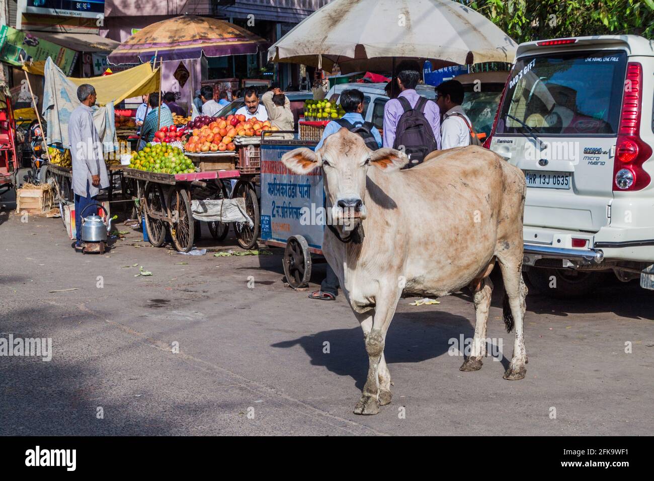 DELHI, INDE - 22 OCTOBRE 2016 : vache dans une rue du centre de Delhi, Inde. Banque D'Images