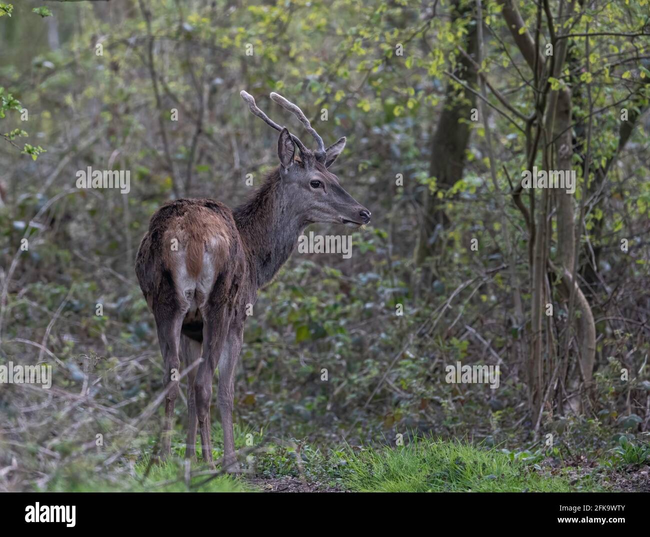 Cerf rouge (Cervus elaphus) en velours sur les terres agricoles de North Norfolk. royaume-uni Banque D'Images