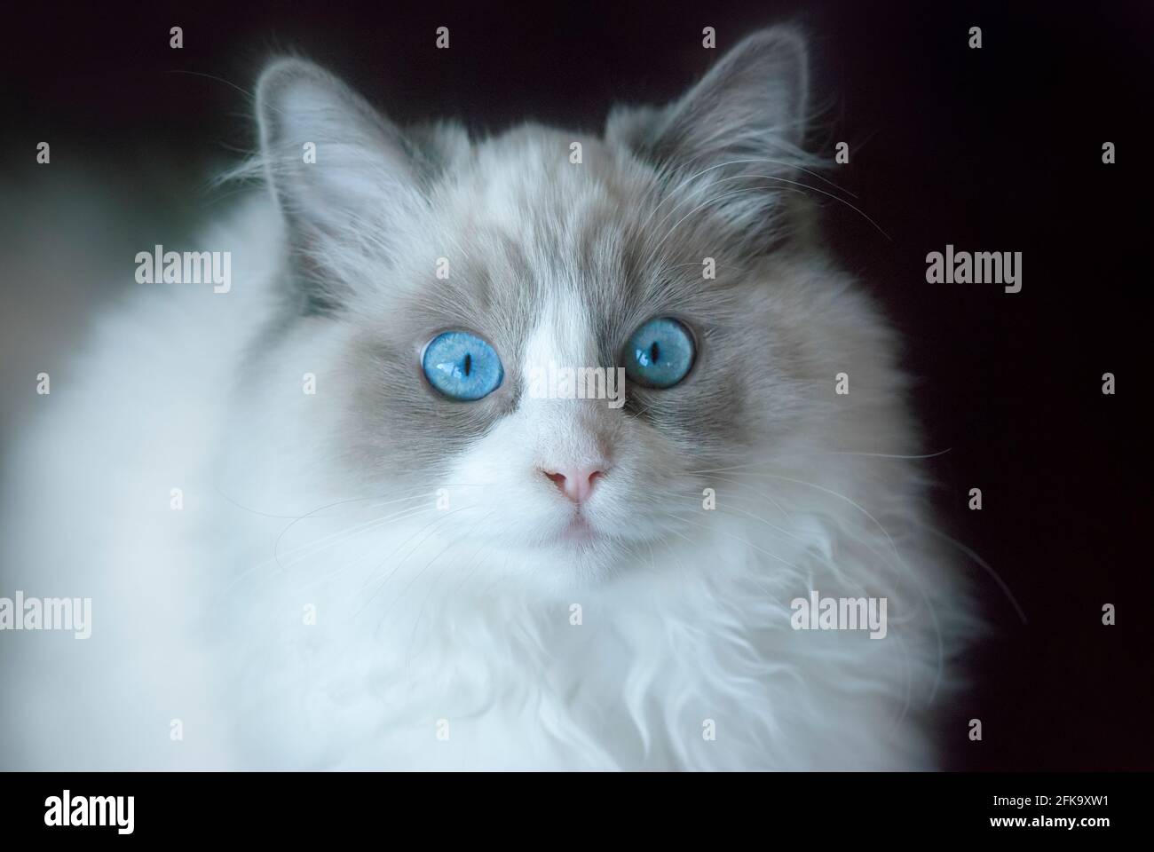 Petit portrait de chaton ragdoll avec yeux bleus. Gros plan. Faible profondeur de champ. SDF. Banque D'Images