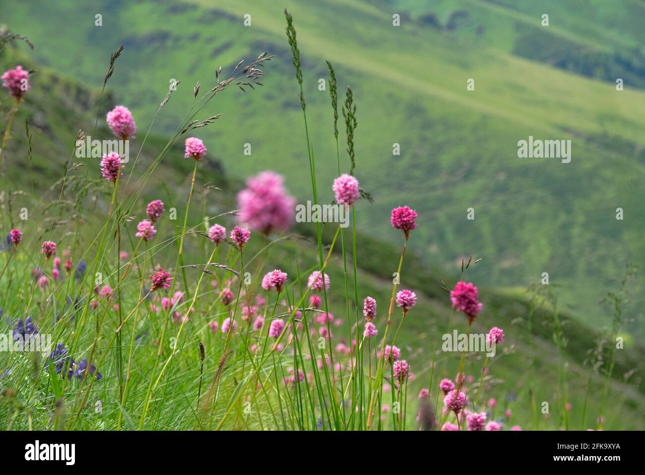 Herbacée en fleurs de prairies alpines avec une prédominance d'herbe de serpent (Bistorta carnea) et de Monkshood (Aconitum napellus). Caucase du Nord, Elb Banque D'Images