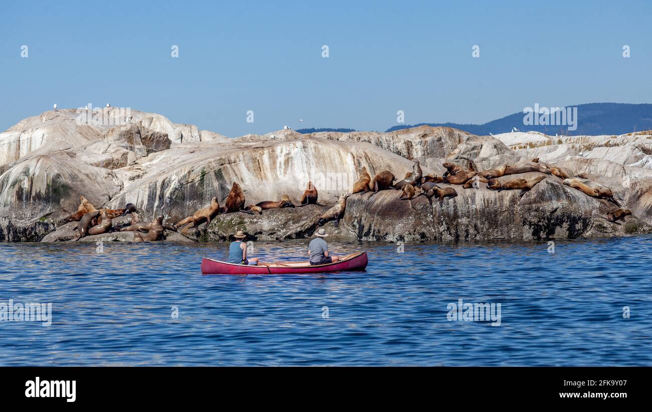 Deux hommes pagayez dans un canoë rouge et regardez un Troupeau de lions de mer de Californie géants au large de la côte ensoleillée De la Colombie-Britannique se bronzant sur un roc o Banque D'Images