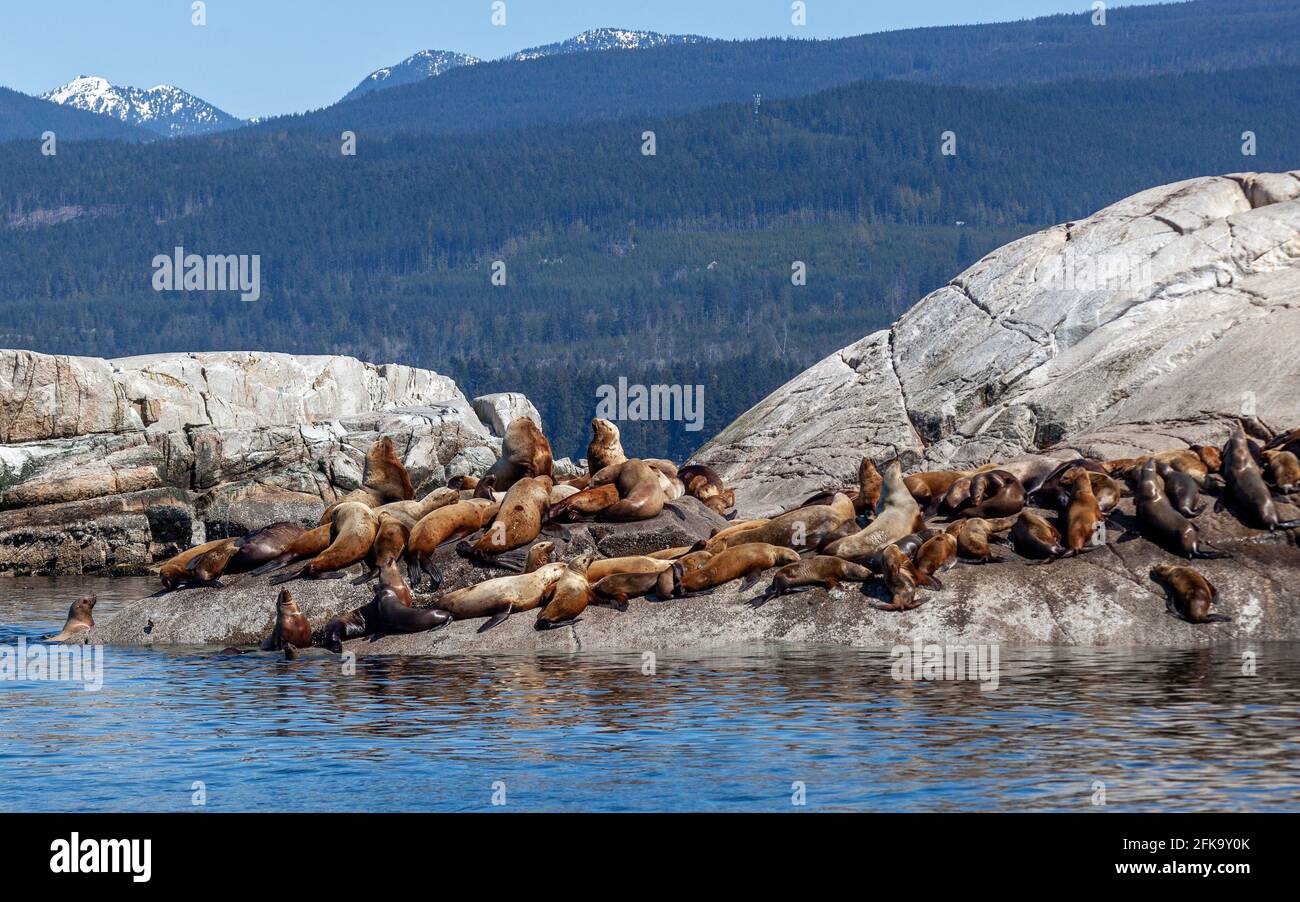 Un grand groupe de grands lions de mer de Californie se mettent au soleil sur une île rocheuse de la Sunshine Coast, en Colombie-Britannique, un jour d'été Banque D'Images