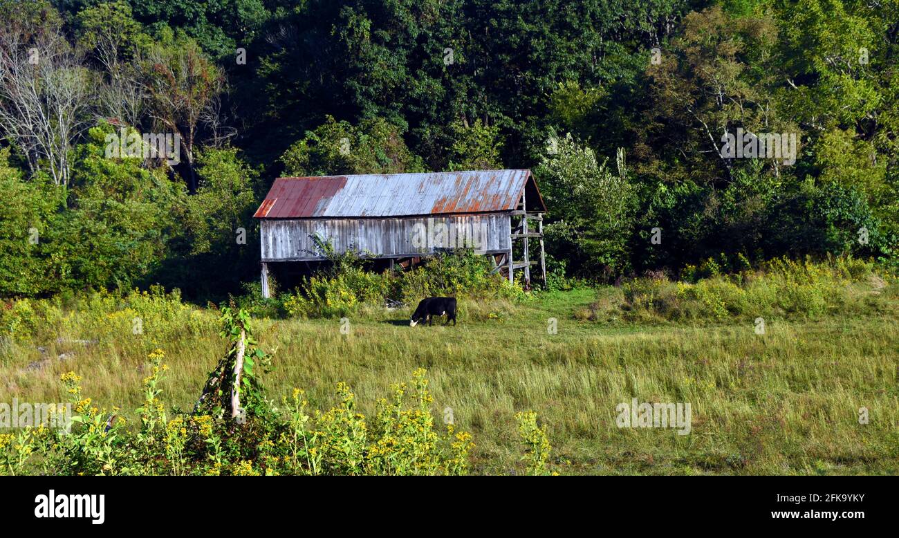 La vache solitaire, le poste de clôture solitaire et la grange rustique complètent cette scène agricole du Tennessee. La lumière du matin montre le pâturage de la vache dans le champ. Banque D'Images