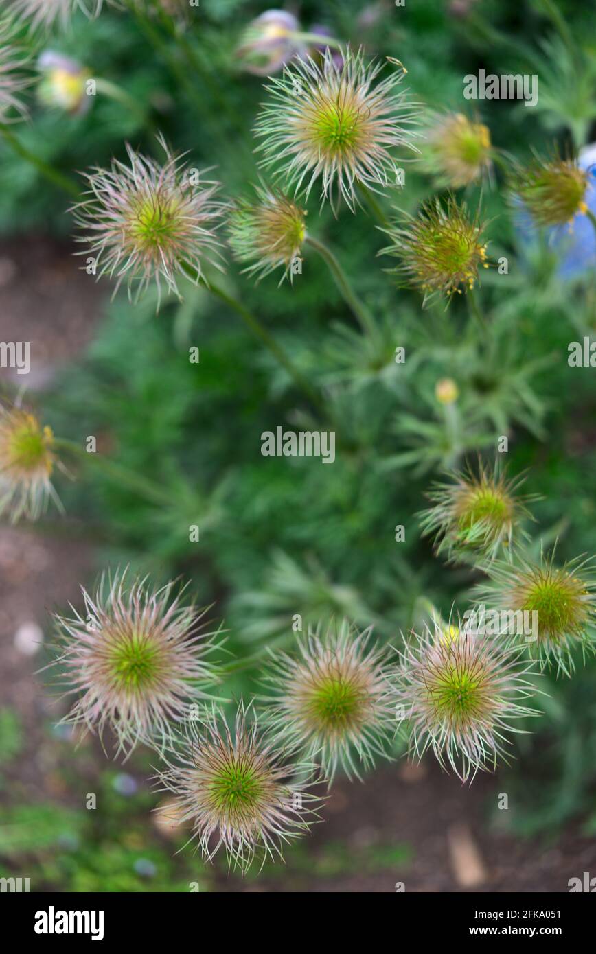 Fruits de la pulsatilla d'Anatone (pulsatilla d'Anemone) ou cafards Banque D'Images