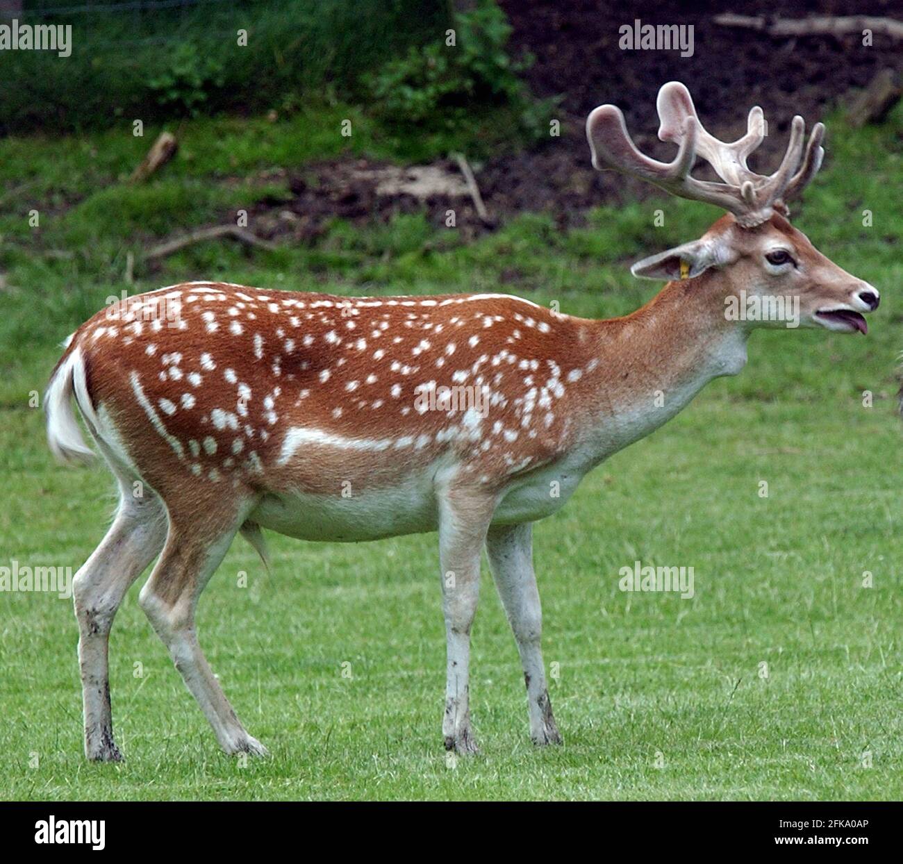 BORIS, LE PÈRE DE DAISY' FAWN JUBILEE. DAISY A DÉCONCERTÉ LES EXPERTS EN PRODUISANT UN FAUVE POUR LA DEUXIÈME ANNÉE CONSÉCUTIVE, BIEN QU'IL AIT ÉTÉ SÉPARÉ PAR UNE CLÔTURE DE HUIT PIEDS DE HAUT DU BÂILLON BORIS AU PARC ORNITHOLOGIQUE PRINKMASH, GLOUCESTER. PIC MIKE WALKER, 2002 Banque D'Images