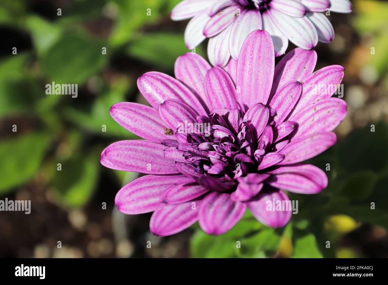 Gros plan d'une fleur d'ostéospermum rose en fleur Banque D'Images