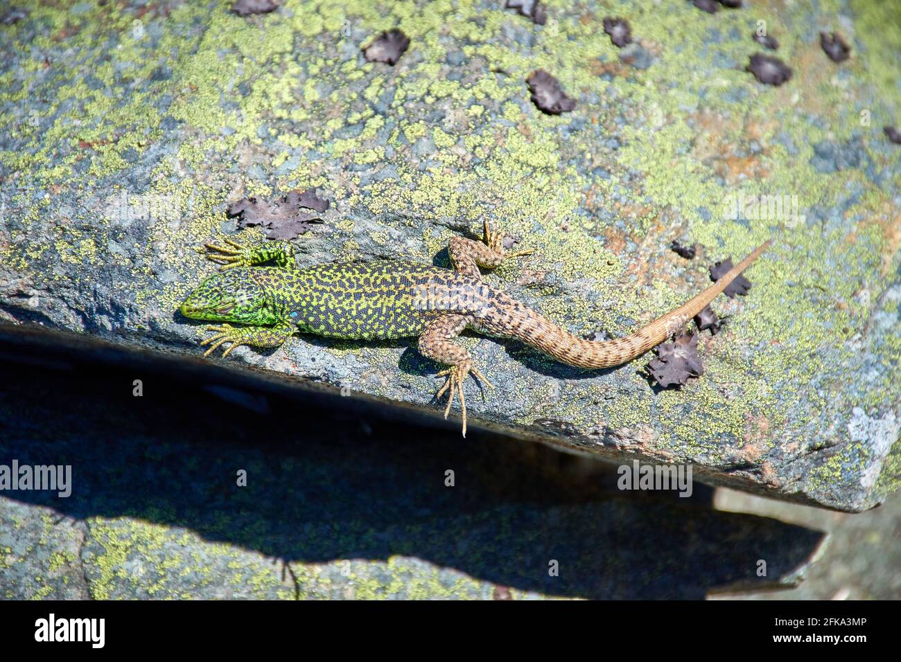 Iberolacerta Banque D Image Et Photos Alamy