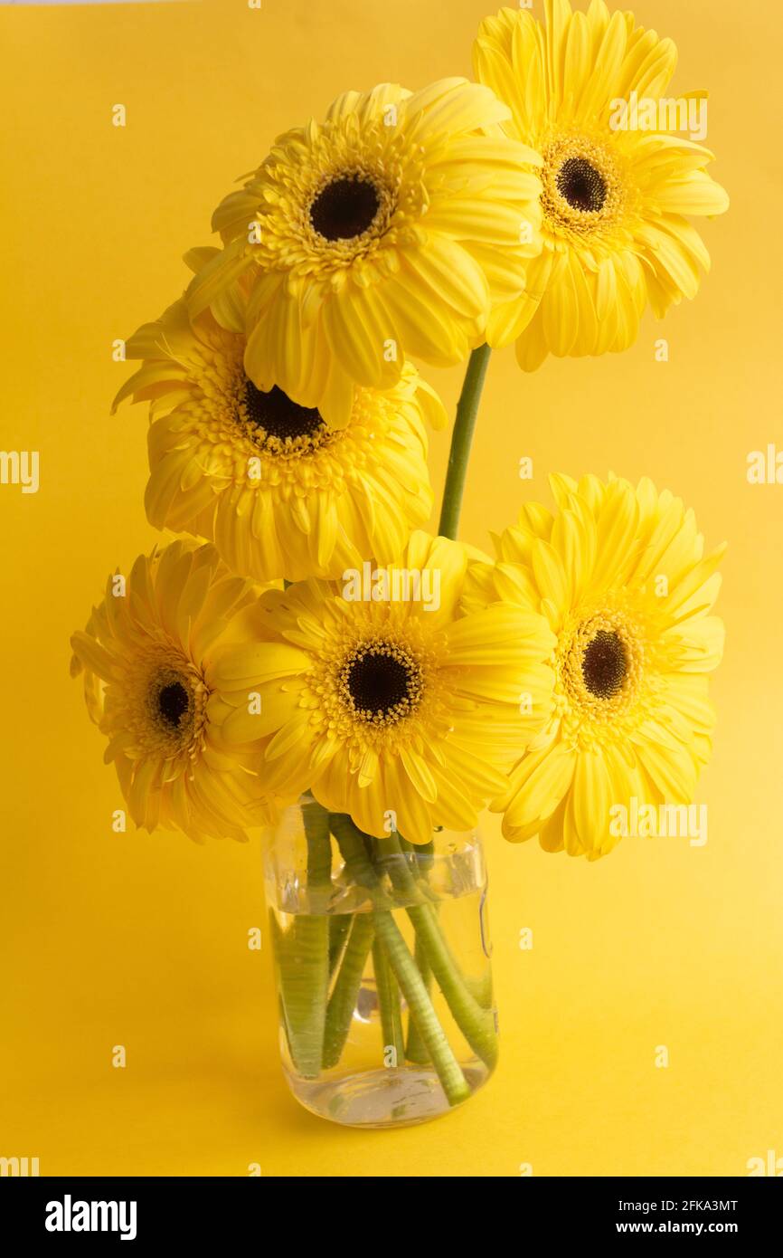 Gerbera jaune bouquet de fleurs sur fond jaune Banque D'Images