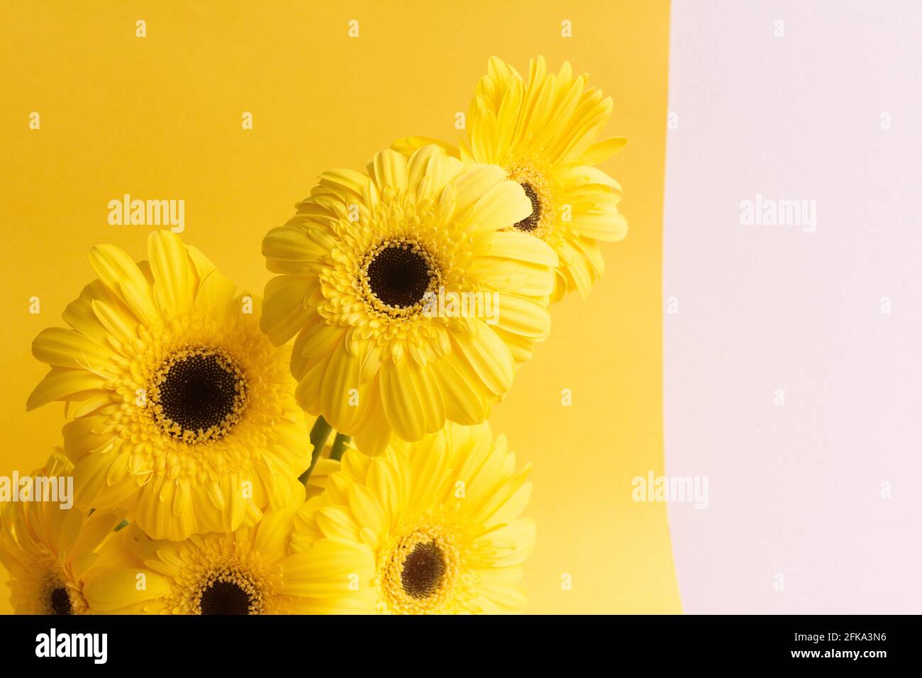 Gerbera jaune bouquet de fleurs sur fond jaune Banque D'Images