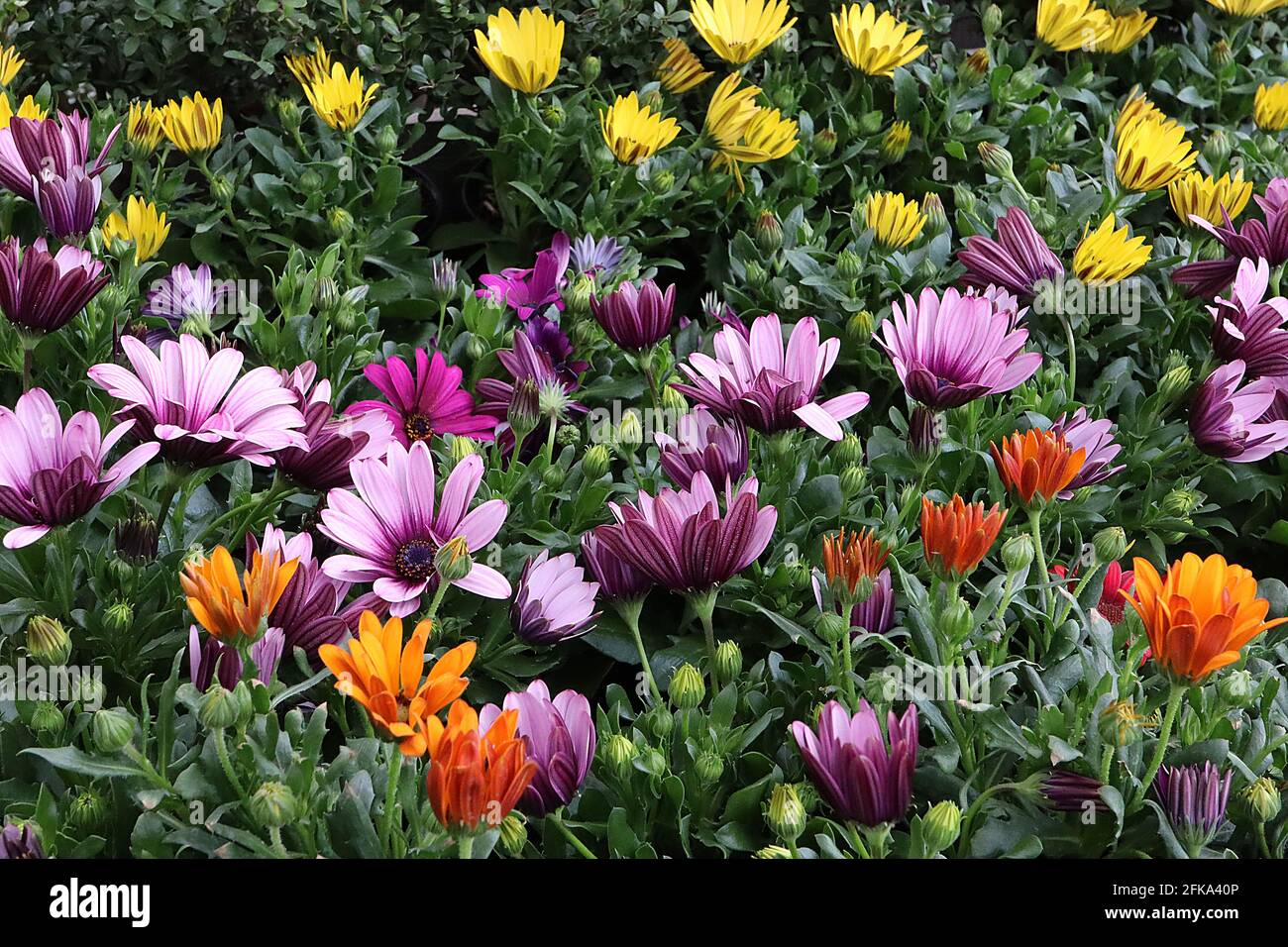 Osteospermum ecklonis mix Dimorphotheca ecklonis – fleurs jaunes, orange, roses et violettes, avril, Angleterre, Royaume-Uni Banque D'Images Osteospermum ecklonis mix Dimorphotheca ecklonis – fleurs jaunes, orange, roses et violettes, avril, Angleterre, Royaume-Uni Banque D'Images