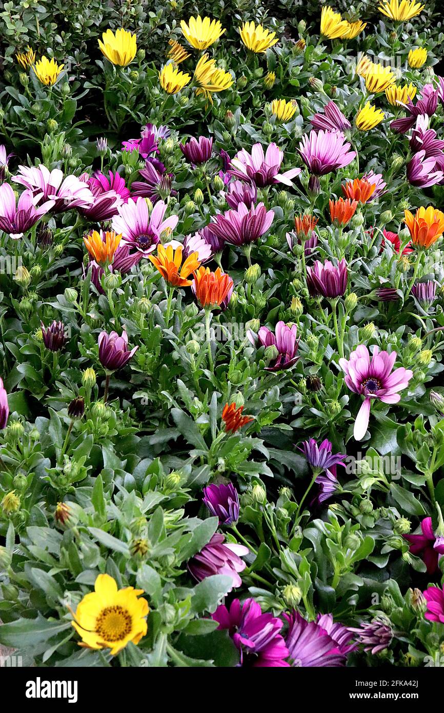 Osteospermum ecklonis mix Dimorphotheca ecklonis – fleurs jaunes, orange, roses et violettes, avril, Angleterre, Royaume-Uni Banque D'Images Osteospermum ecklonis mix Dimorphotheca ecklonis – fleurs jaunes, orange, roses et violettes, avril, Angleterre, Royaume-Uni Banque D'Images