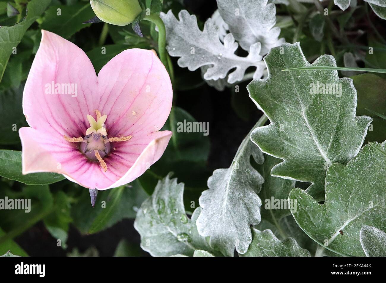 Platycodon grandiflorus ‘Astra Pink’ Chinese Balloon flower Astra Pink – pastel rose cloches fleurs avec des nervures roses foncé, avril, Angleterre, Royaume-Uni Banque D'Images