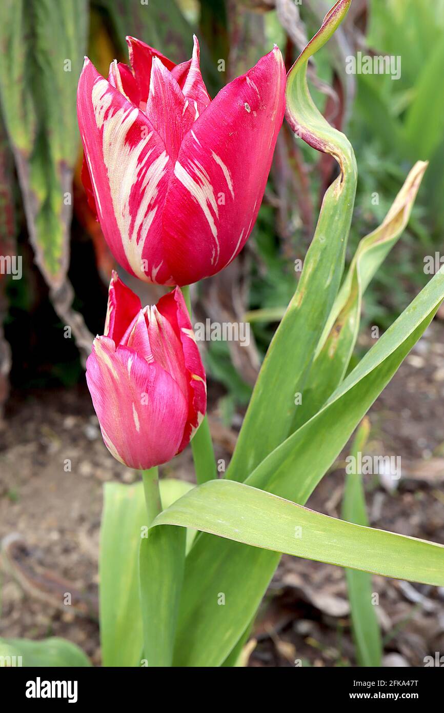 Tulipa 'Van Eijk' hybride Darwin 4 Van Eijk tulipe brisée - fleurs rouges,  stries rouges profondes, stries blanches, avril, Angleterre, ROYAUME-UNI  Photo Stock - Alamy