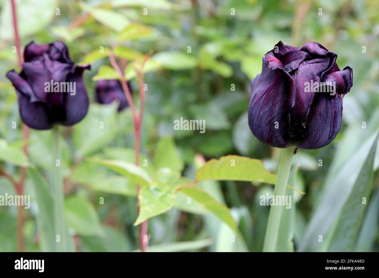 Tulipa ‘Paul Scherer’ Triumph tulipe 3 Paul Scherer tulipe – fleurs noires violettes, avril, Angleterre, Royaume-Uni Banque D'Images