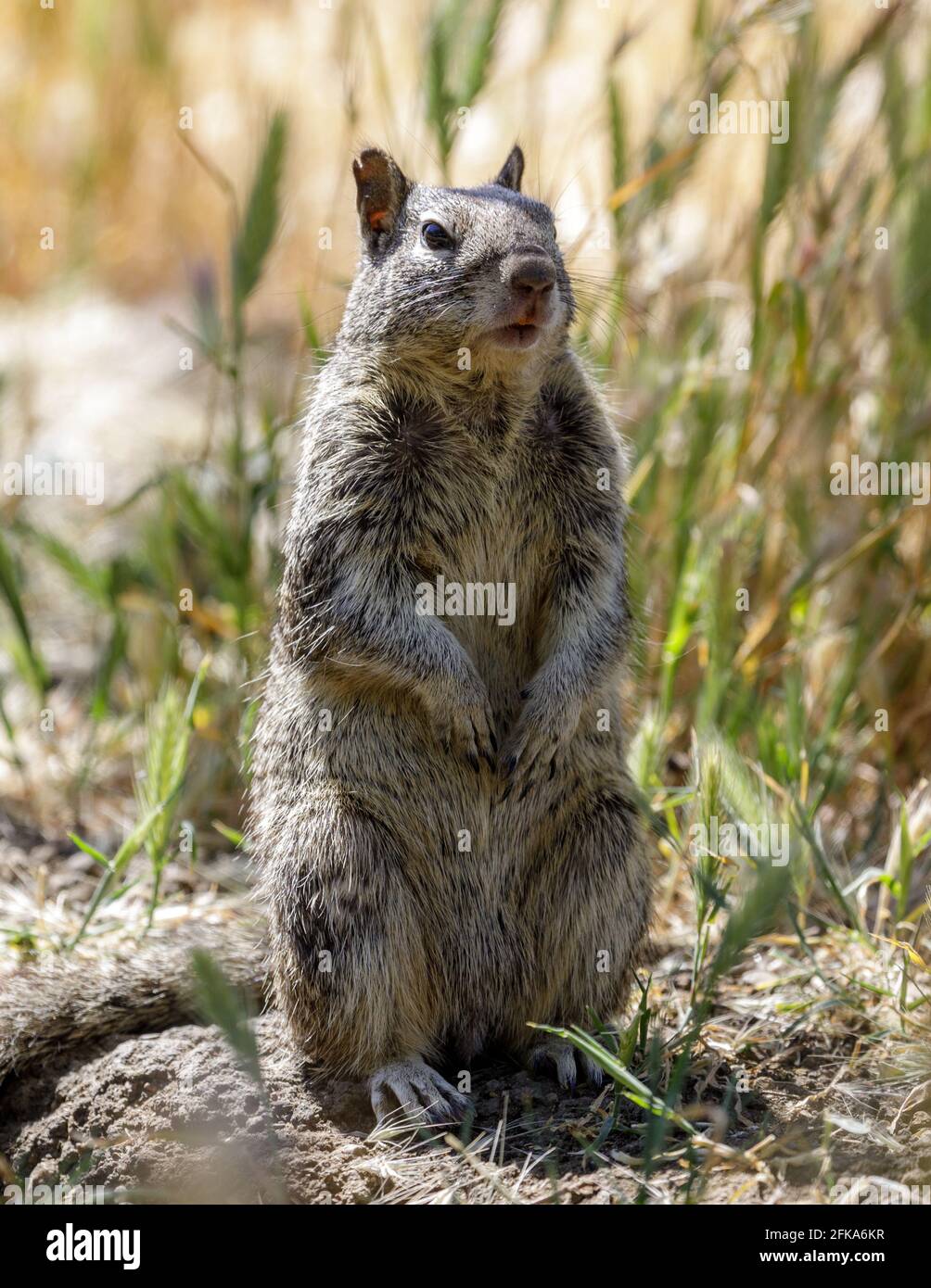 Écureuil de Californie debout sur ses pattes arrière pour améliorer l'observation. Comté de Santa Clara, Californie, États-Unis. Banque D'Images