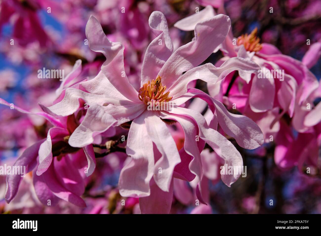 Fleur d'un Leonard Messel Magnolia de couleur rose printemps Banque D'Images