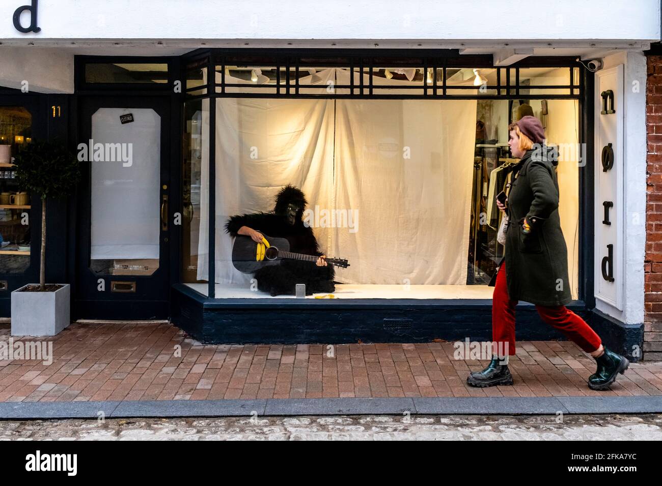 Un homme vêtu d'UN costume de Gorilla est assis dans UNE fenêtre de magasin jouant la guitare, The High Street, Lewes, East Sussex, Royaume-Uni. Banque D'Images