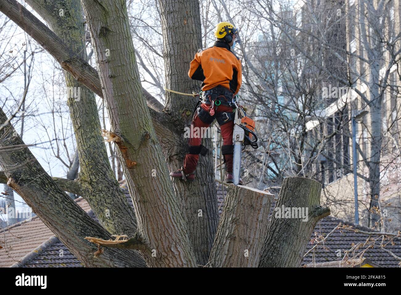 Un chirurgien enlève un peuplier noir mature, au centre d'une manifestation de protection d'arbres de la rébellion à York Gardens, Wandsworth, Londres. Banque D'Images