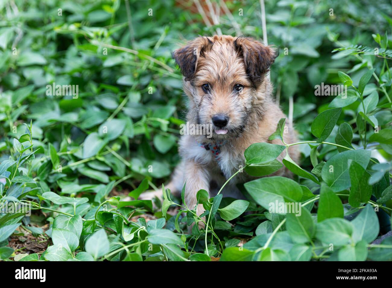 chiot de race mixte de 8 semaines, assis dans les plantes du jardin. Banque D'Images