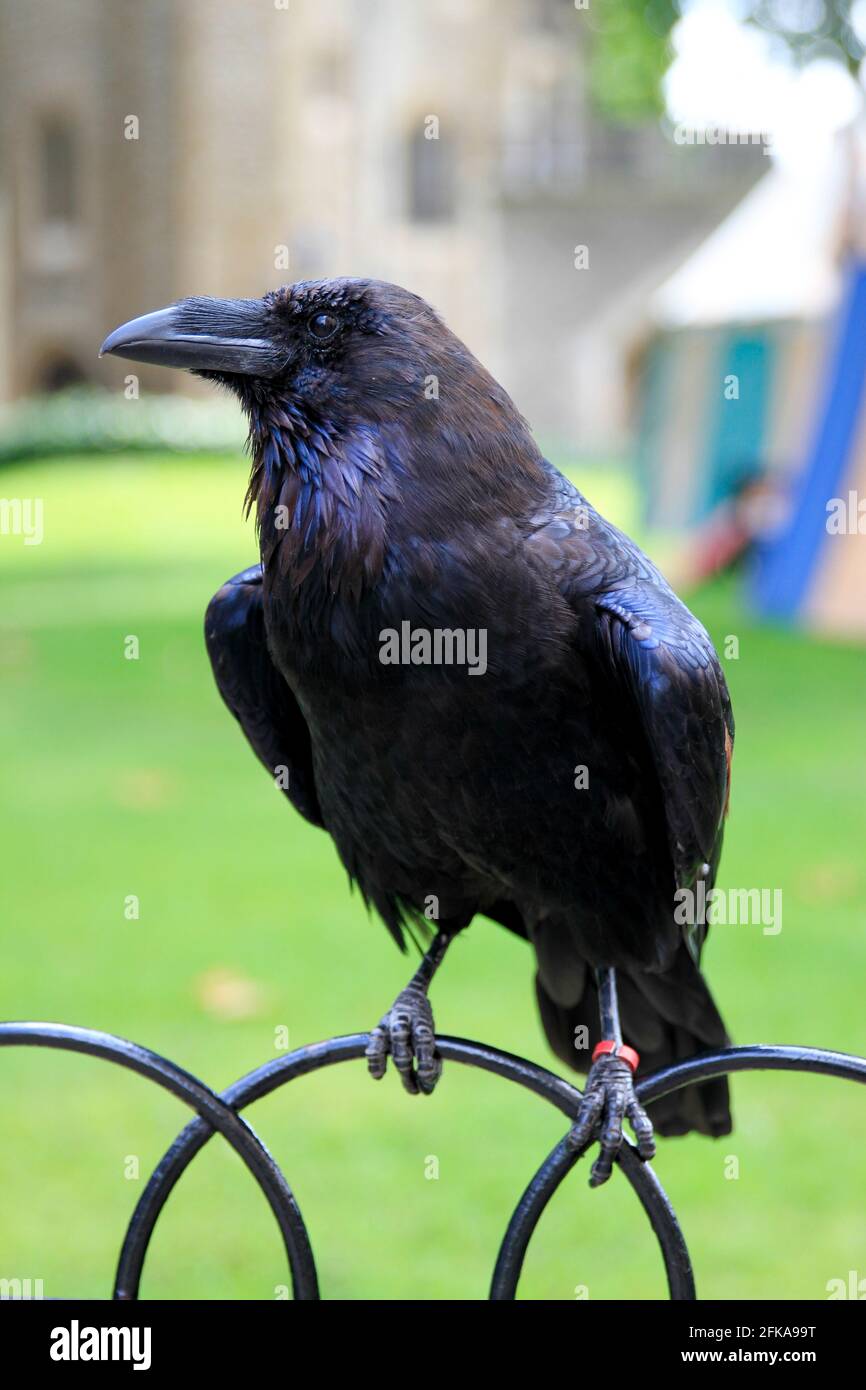 Gros plan d'un corbeau à la tour de Londres Banque D'Images