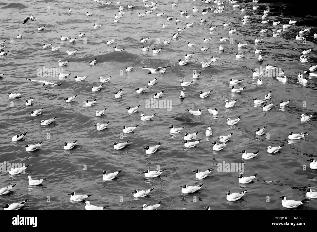 Goélands on the Water (en monochrome) Banque D'Images