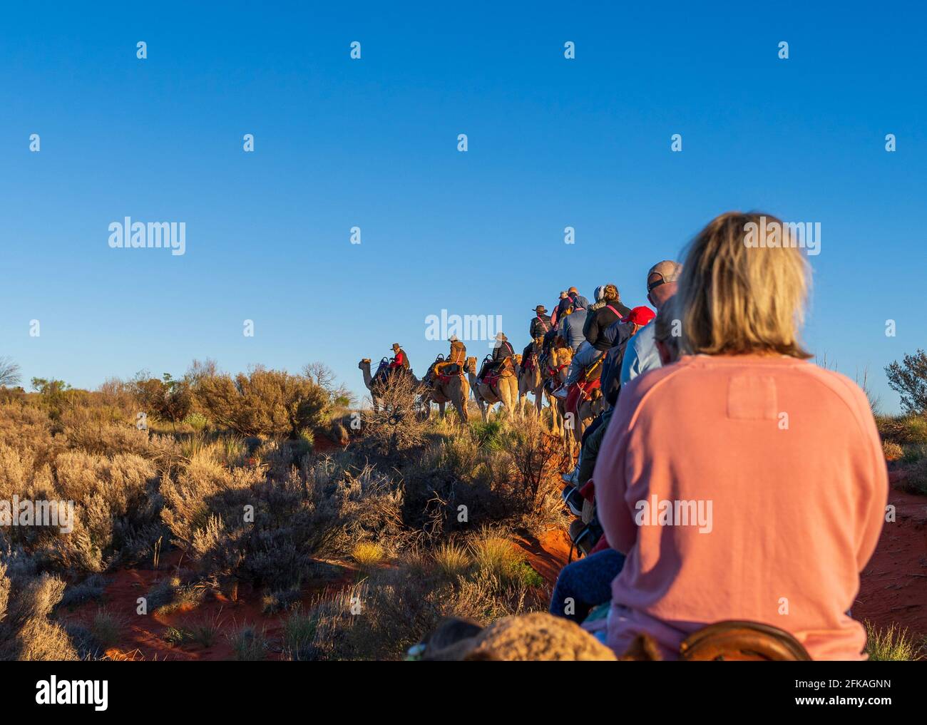 Touristes à cheval sur des chameaux dans le désert d'Australie centrale Banque D'Images